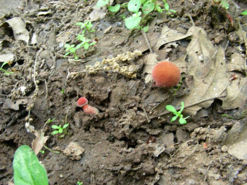 7) Fotografati il 12.06.2012. sotto Quercia ( bosco asciutto